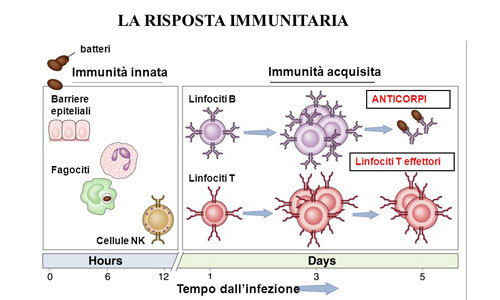 linfociti altissimi
