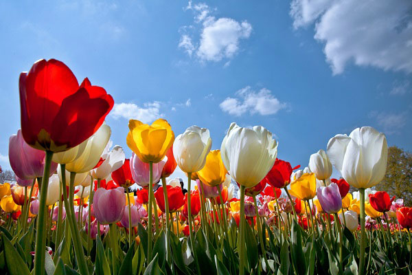 Piantare bulbi da tulipani tulipani