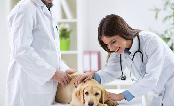 veterinario in citt